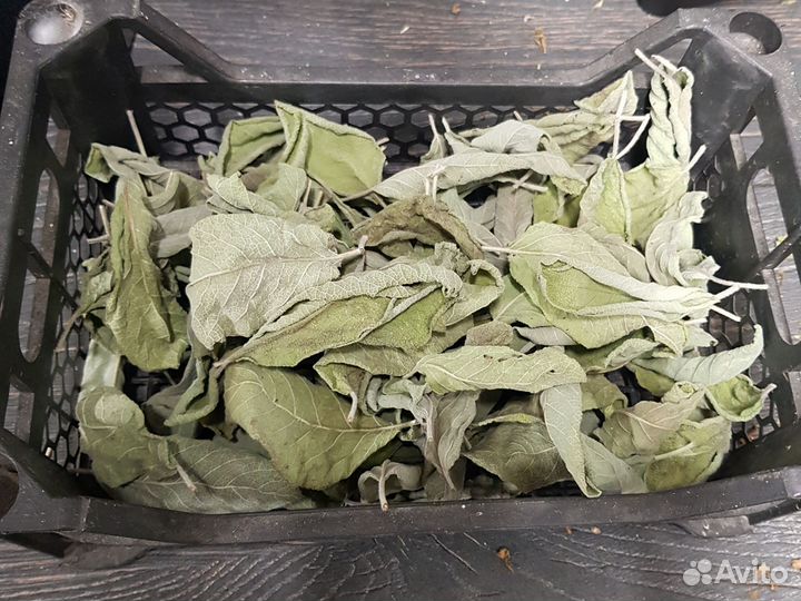 Шалфей, Иван-чай