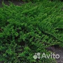 Можжевельник принц уэльский