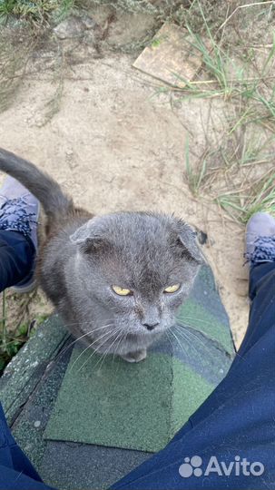 Британский кот