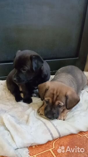 Собака в добрые руки отдам бесплатно