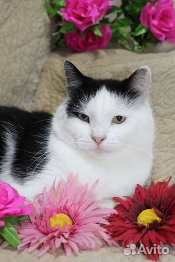 Отдаётся в добрые руки кошечка Дора