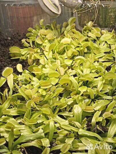 Хищный набор