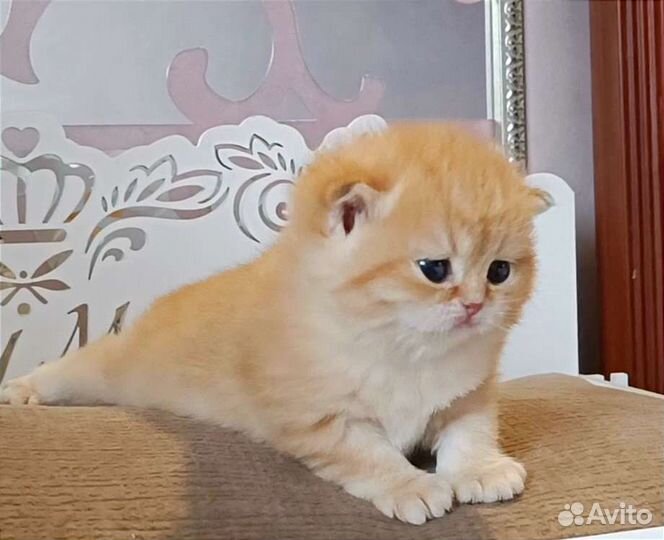 Котята золотая шиншилла