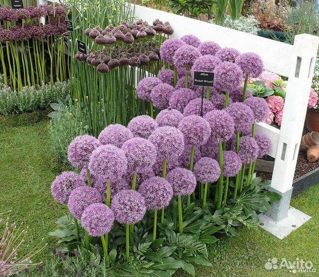 Лук Суворова (анзур) луковицы крупные, здоровые