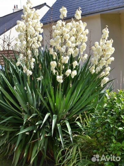 Кактус Опунция, юкка (пальма)