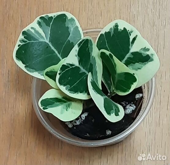 Фикусы сортовые