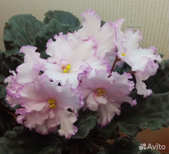 Сортовые фиалки