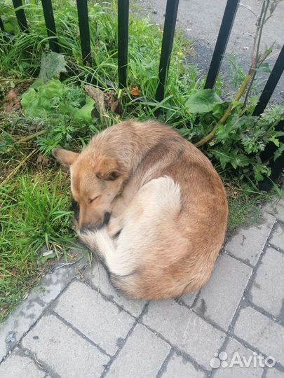 Собака в добрые руки