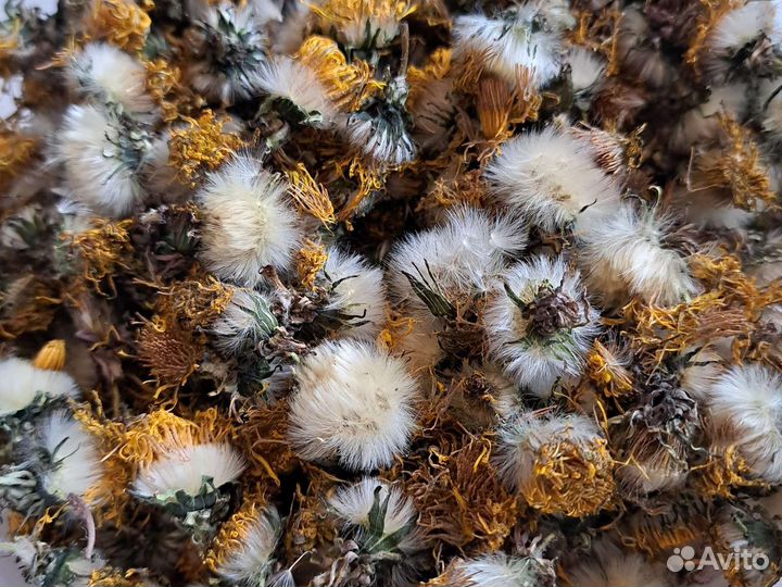 Одуванчик цена за все