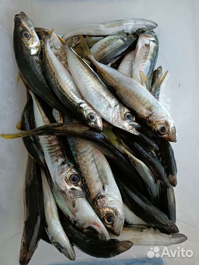 Свежая рыба