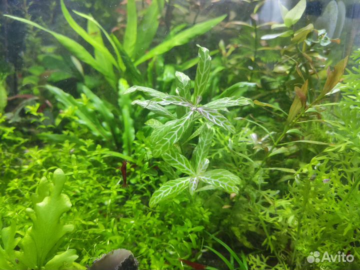 Аквариумные растения и креветки черри