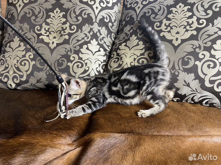 Роскошная Чаузи ф2 кошечка Монако