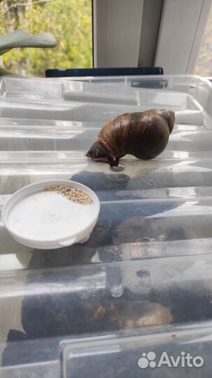 Улитки ахатины