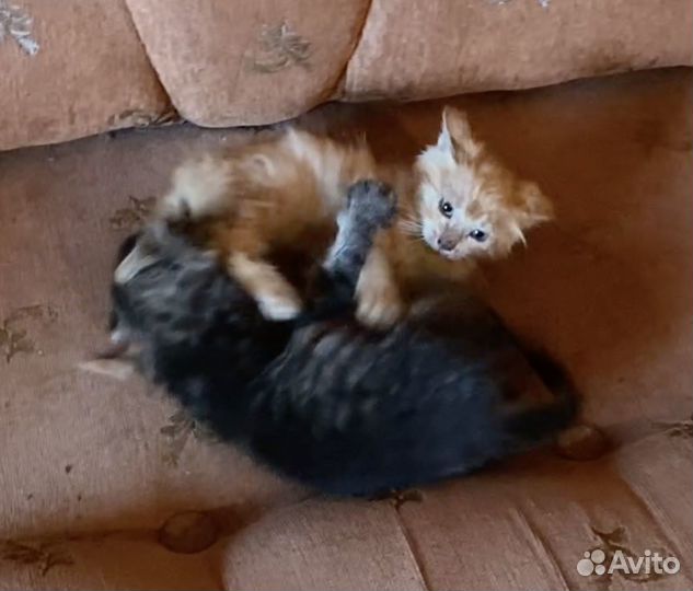 Котята в добрые руки приучены к лотку