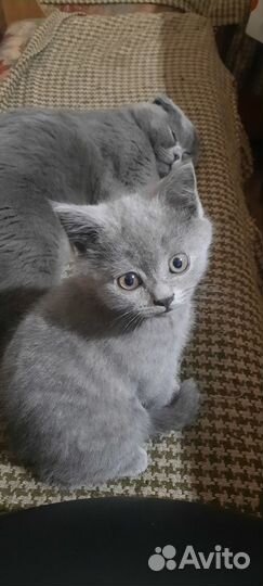 Продам шотландских котят