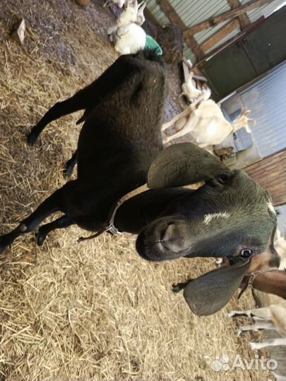 Коза дойная