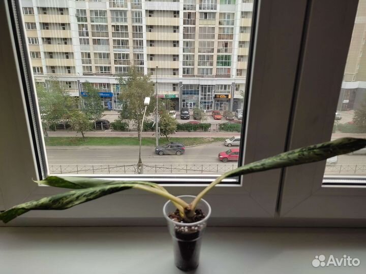 Аглаонема брызги шампанского