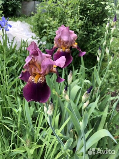 Ирисы