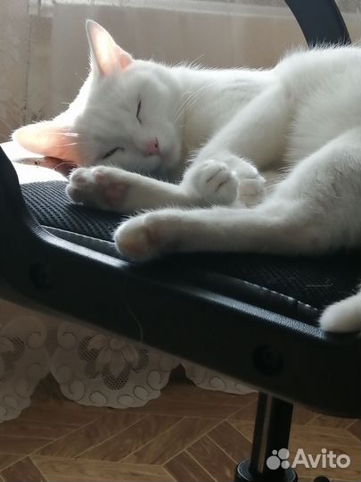 Кошечка в добрые руки