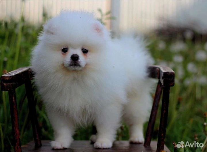 Белые мальчики