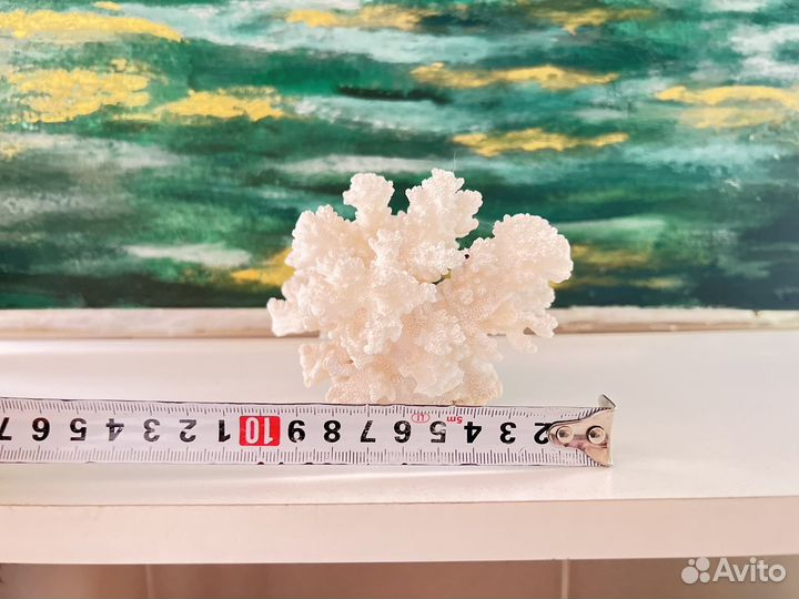 Коралл белый. Отличное состояние