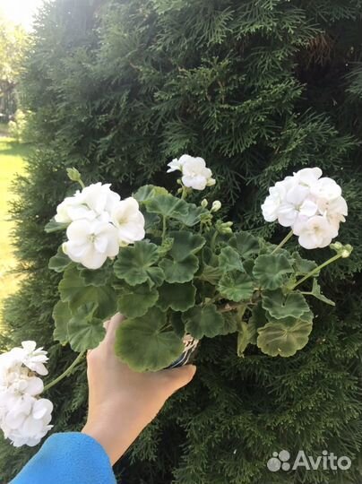 Пеларгония /герань белая полумахровая Кустик