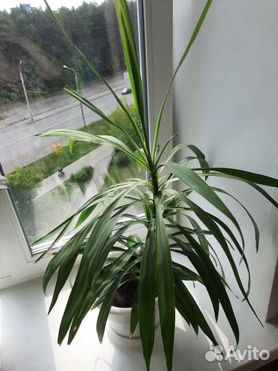 Юкка пальма с горшком