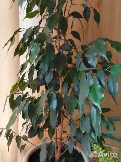 Продажа фикуса бенджамина