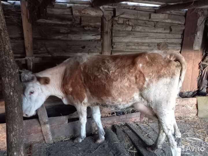 Корова дойная