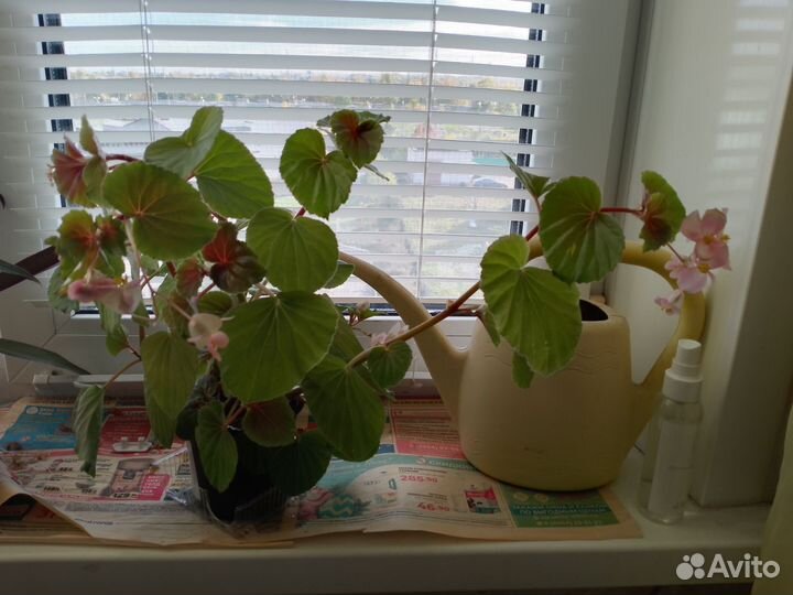 Отдам бесплатно комнатные цветы