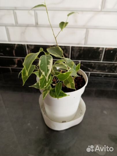 Фикус бенджамина наташа