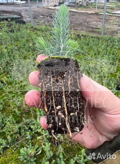 Голубая ель с зкс сеянцы