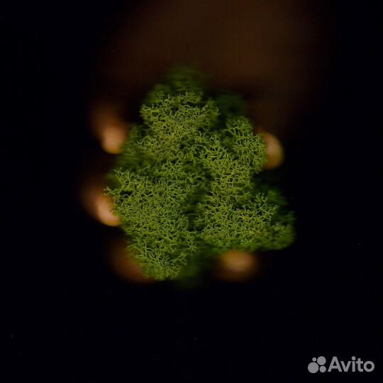 Стабилизированный мох, 1 кг, цвет Оливковый