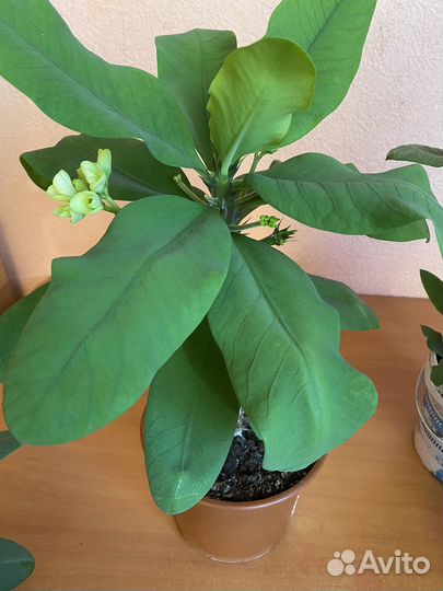 Молочай миля крупноцветковый