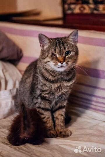Кошечка ищет дом