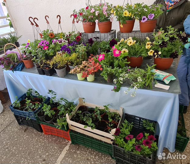 Выставка цветов