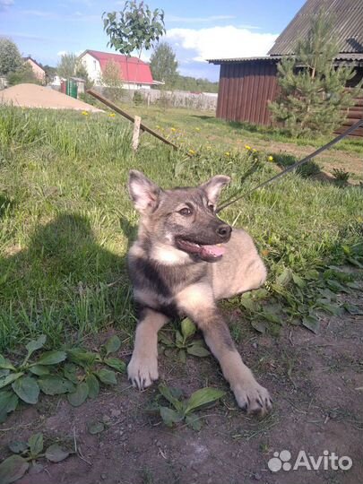 Щенки в добрые руки