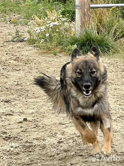 Собака Нюша