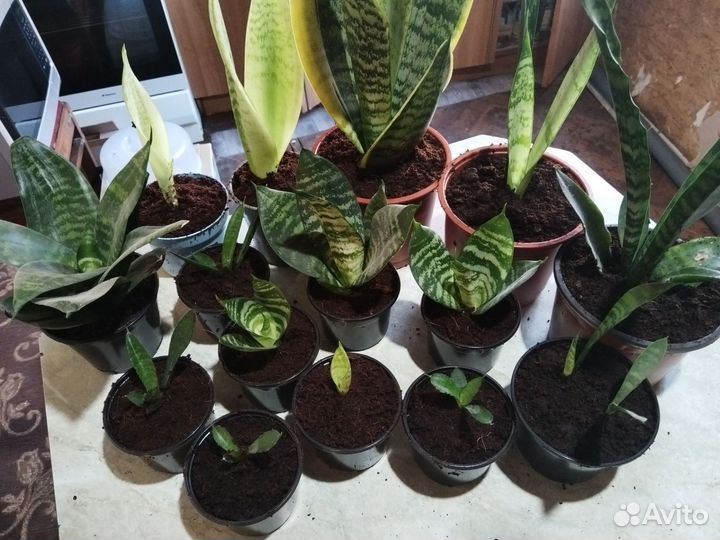 Сансевиерия сортовая