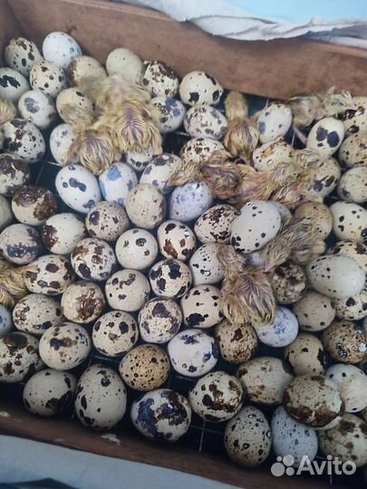 Яйца перепелиные домашние