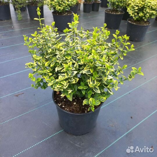 Бересклет Форчуна. Вечнозеленый