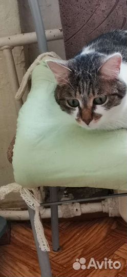 Кошка в дар