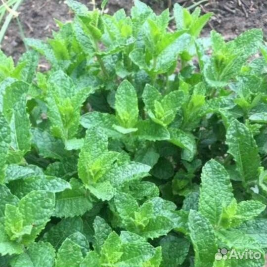 Мята карамелька