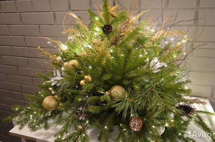 Хвойные растения