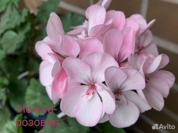 Пеларгония герань 3