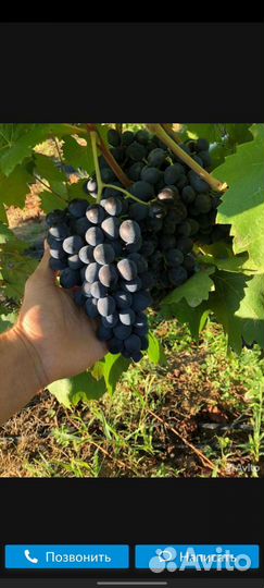 Виноград