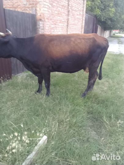 Корова дойная