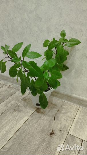 Джинура,листья бога