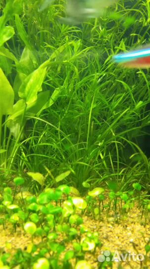 Растение для аквариума