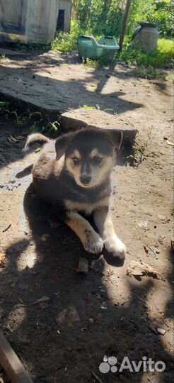 Щенки в добрые руки